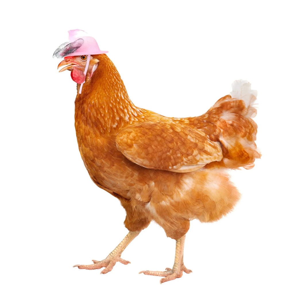 Chicken Hat for Hens Tiny Pets Funny Chicken Accessories Hen Top Hat for Rooster Duck Parrot Hamster Poultry Stylish Show Costum