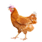 Chicken Hat for Hens Tiny Pets Funny Chicken Accessories Hen Top Hat for Rooster Duck Parrot Hamster Poultry Stylish Show Costum