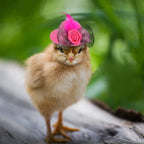Chicken Hat for Hens Tiny Pets Funny Chicken Accessories Hen Top Hat for Rooster Duck Parrot Hamster Poultry Stylish Show Costum